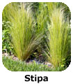 Stipa